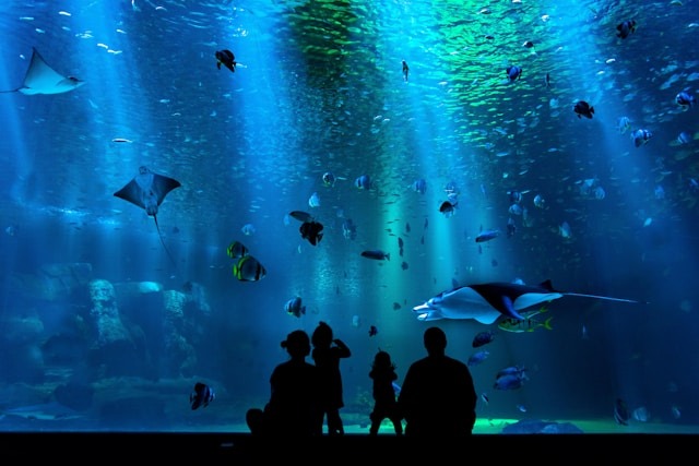 Das größte Aquarium der Welt